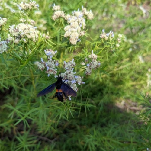 Narrow leaf mountain mint 